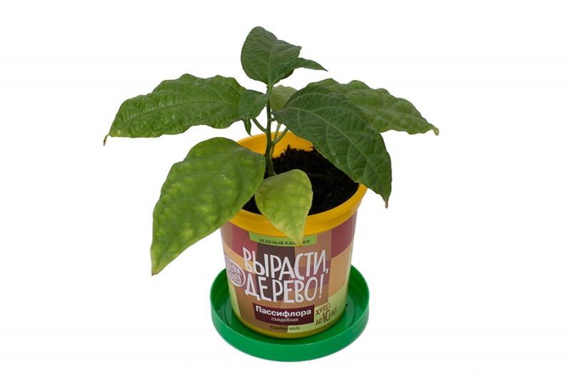 Набор для выращивания растений - Пассифлора съедобная  